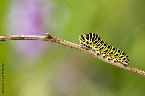 caterpillar © maciejr23