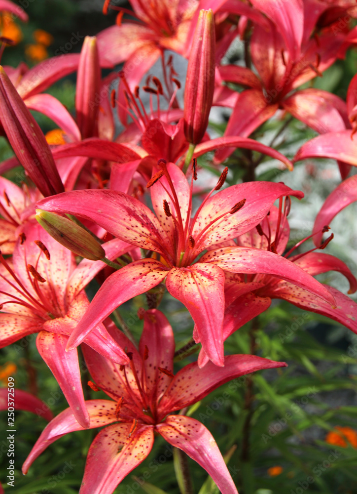 Lily flowers in a flowerbed close-up view Lily flowers in a flowerbed close-up view