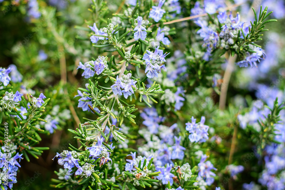Fototapeta premium Wild blooming rosemary in spring.