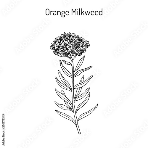 Orange milkweed Asclepias tuberosa , medicinal plant