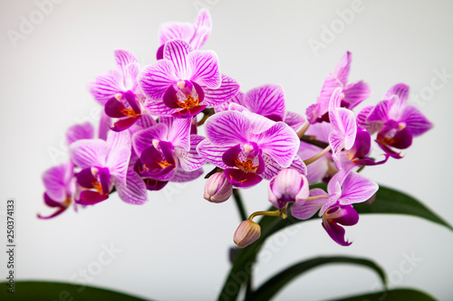 Fototapeta Naklejka Na Ścianę i Meble -  Beautiful pink orchid closeup.