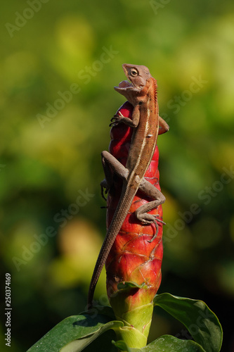 Changeable Lizard, Red-headed Lizard, Indian Garden Lizard hang on the crabe ginger in the garden, Bangkok, Thailand. photo