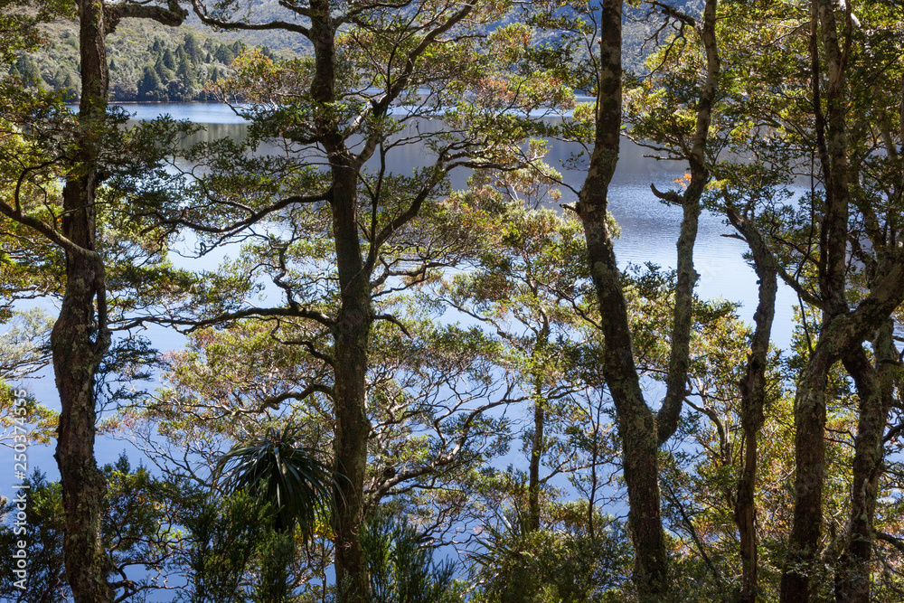 Interwoven leaves and silhouetted tree trunks make a beautiful screen for the cold blue water of a lake. Interwoven leaves and silhouetted tree trunks make a beautiful screen for the cold blue water of a lake.