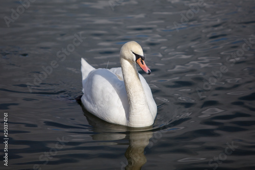 beautiful white swan floating on the river / water