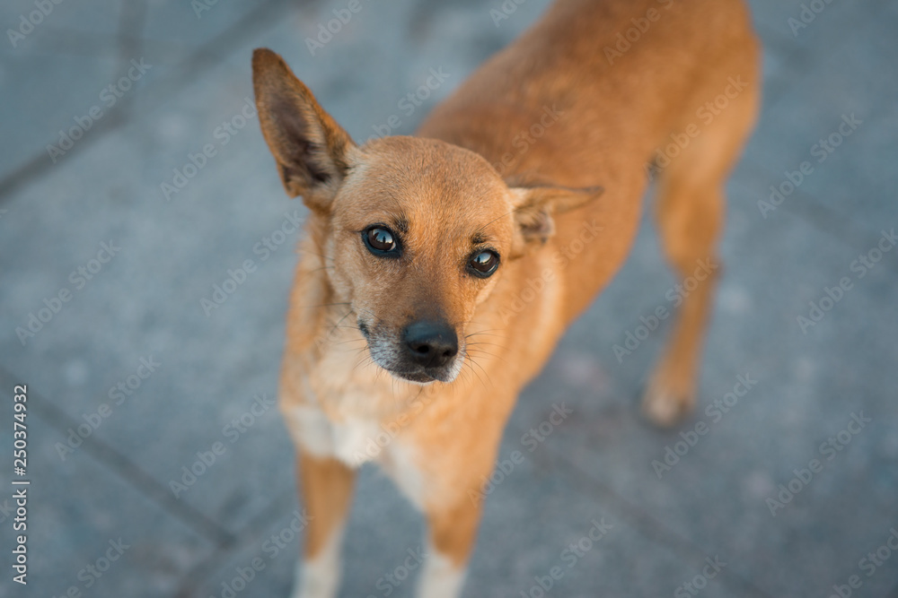 Close up The Russian Toy Terrier looking to the camera. Selective focus macro shot with shallow DOF Close up The Russian Toy Terrier looking to the camera. Selective focus macro shot with shallow DOF