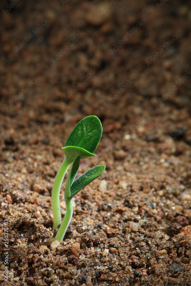 Fototapeta premium A growing seedling in a soil