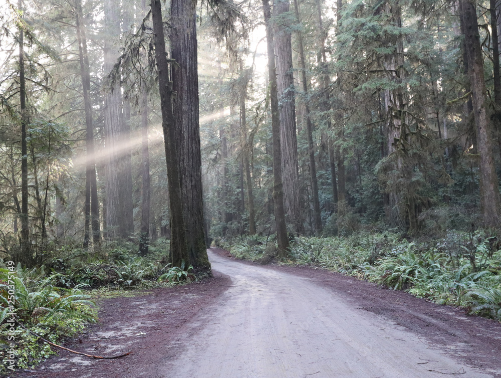 Fototapeta premium Sun Rays Jedediah Redwood Forest | Howland Hill Road, California