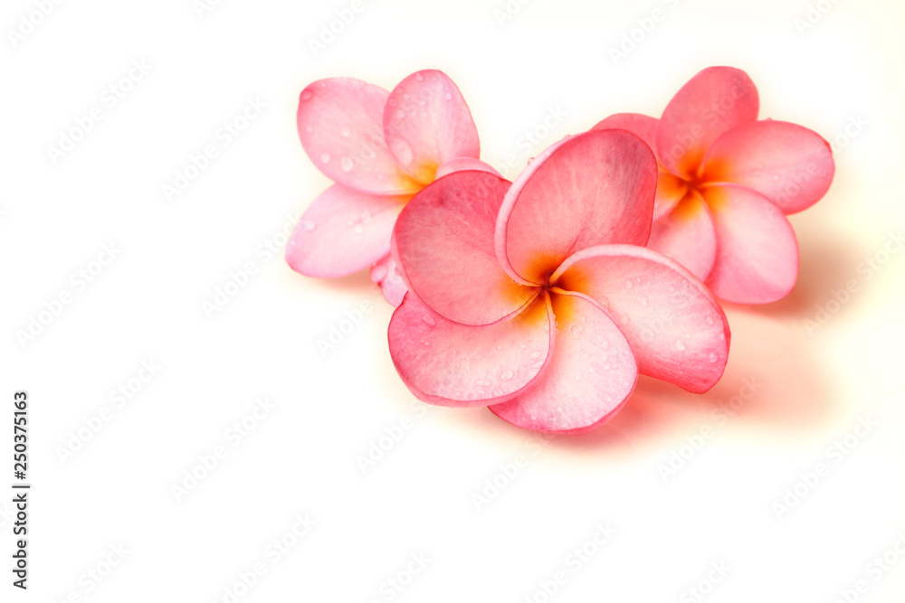 Beautiful frangipani flower in white background