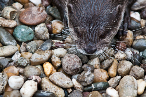 Zwergotter (Aonyx cinerea) photo