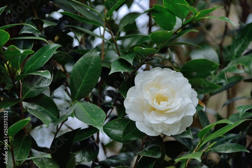 Camellia in winter bloom,Taiwan