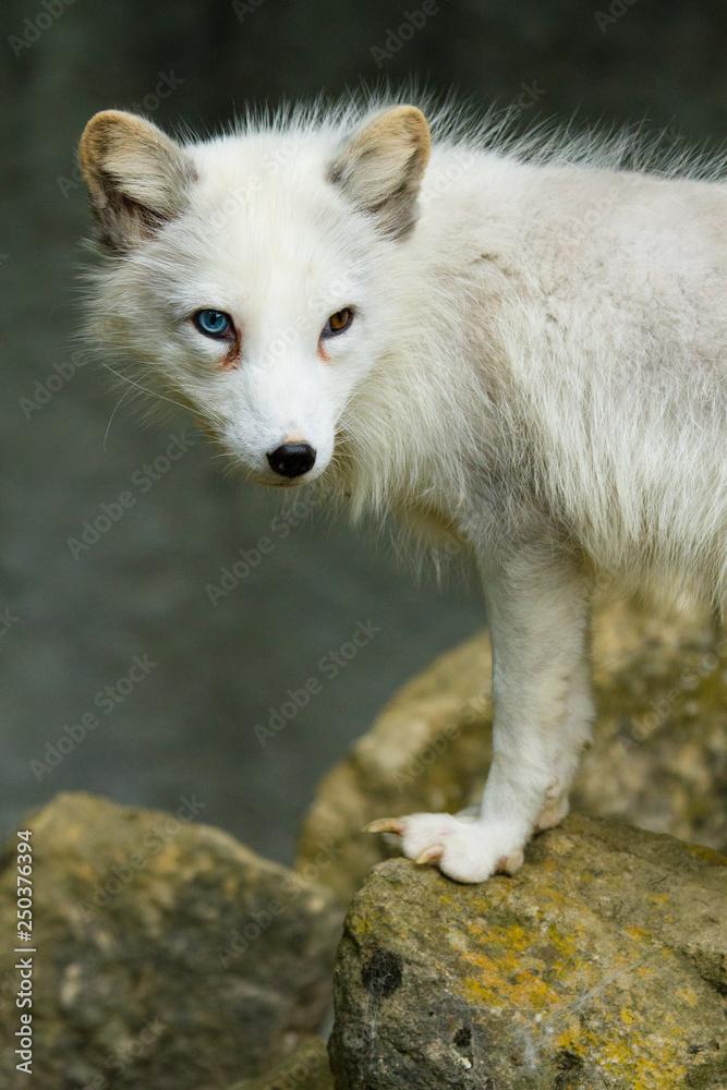 Obraz premium Polarfuchs oder Eisfuchs (Alopex lagopus)