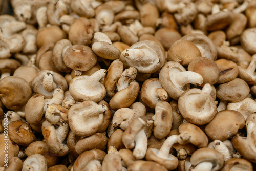 Fresh Shiitake mushrooms