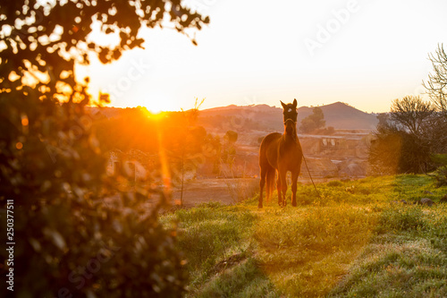 horse in the rays of the morning dawn sun in Andalusia, Rio Tinto quarry