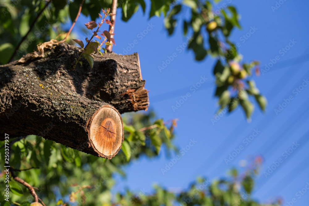 Spilled branch on a fruit tree close-up. Photographed at a sunny day.