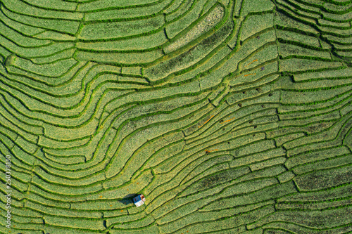 (View from above) Stunning aerial view of a little hut on a spectacular green rice terrace which forms a natural texture on the hills of Luang Prabang, Laos.
