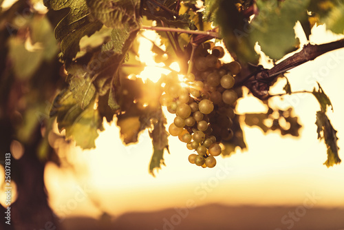 Bunches of white wine grapes on vine