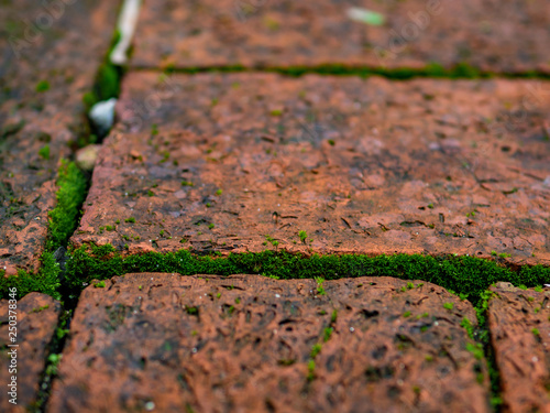 closeup green moss on the ground