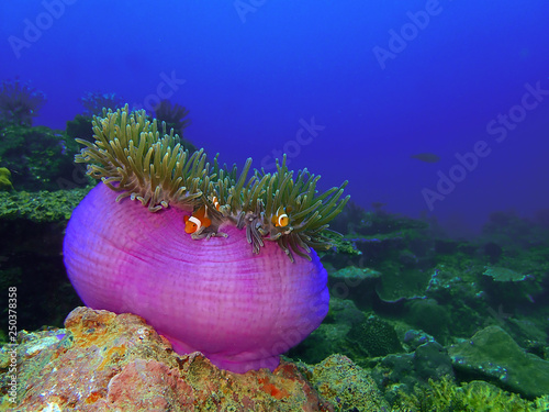 Clownfish or anemonefish are fishes from the subfamily Amphiprioninae in the family Pomacentridae.