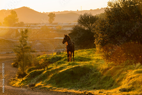 horse in the rays of the morning dawn sun in Andalusia  Rio Tinto quarry