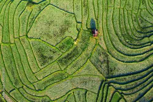 (View from above) Stunning aerial view of a little hut on a spectacular green rice terrace which forms a natural texture on the hills of Luang Prabang, Laos.