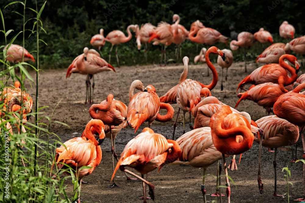 Flock of red flamingos on the dirty and wet land Flock of red flamingos on the dirty and wet land