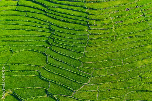 (View from above) Stunning aerial view of a spectacular green rice terrace which forms a natural texture on the hills of Luang Prabang, Laos.
