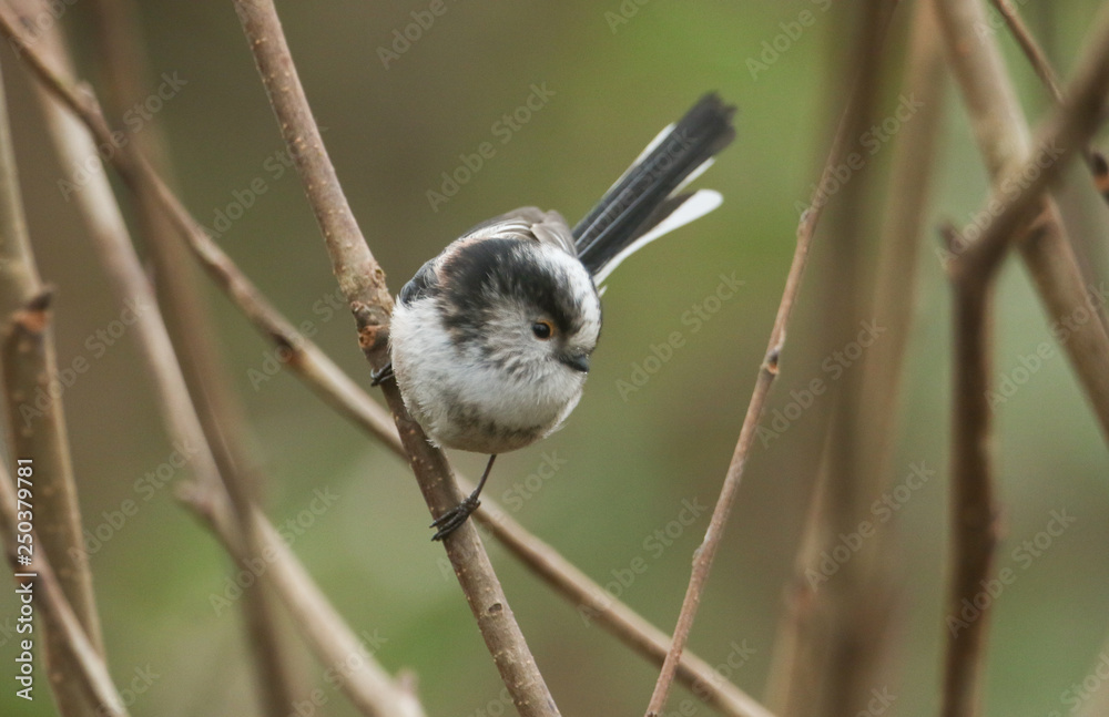 Naklejka premium A stunning Long-tailed Tit (Aegithalos caudatus) perched on a branch of a tree on a dark winters day in the UK.