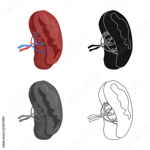 Isolated object of body and human symbol. Set of body and medical vector icon for stock.