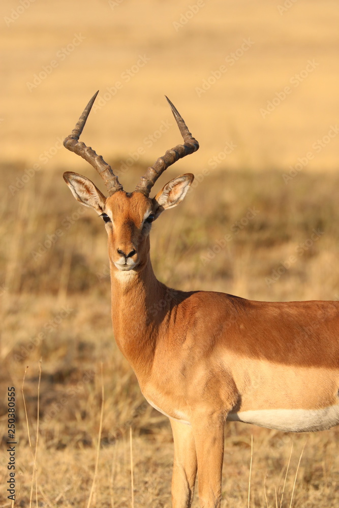 Impala Männchen Impala Männchen