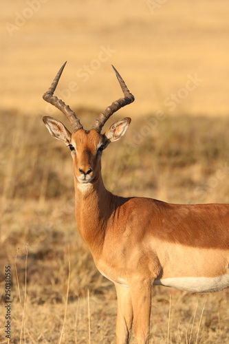 Impala Männchen