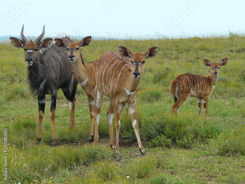 Nyala Familie