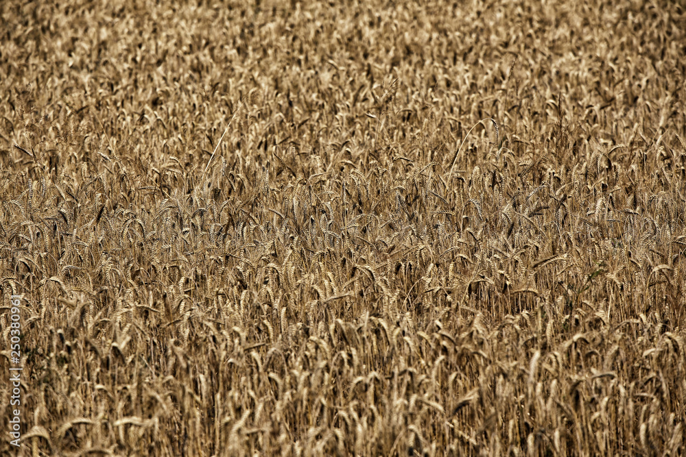Yellow corn field background with blurred foreground Yellow corn field background with blurred foreground