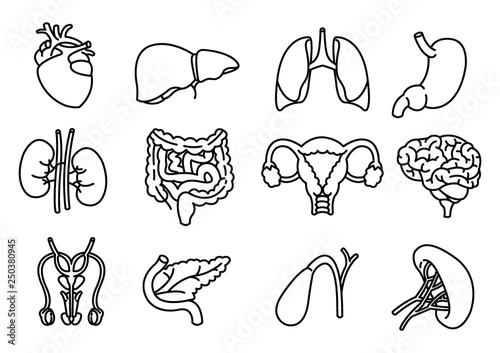 Internal human organs hand drawn icons set vector.