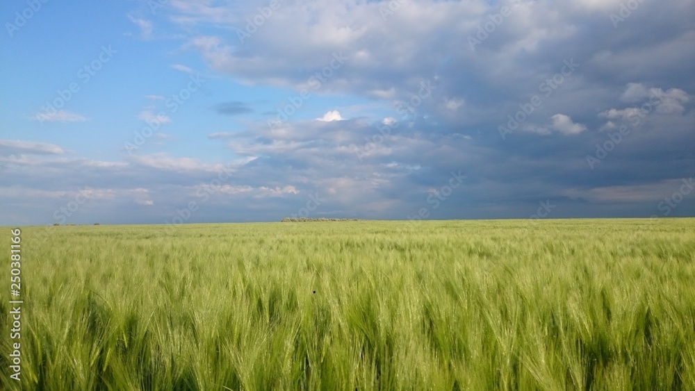 barley field and blue sky