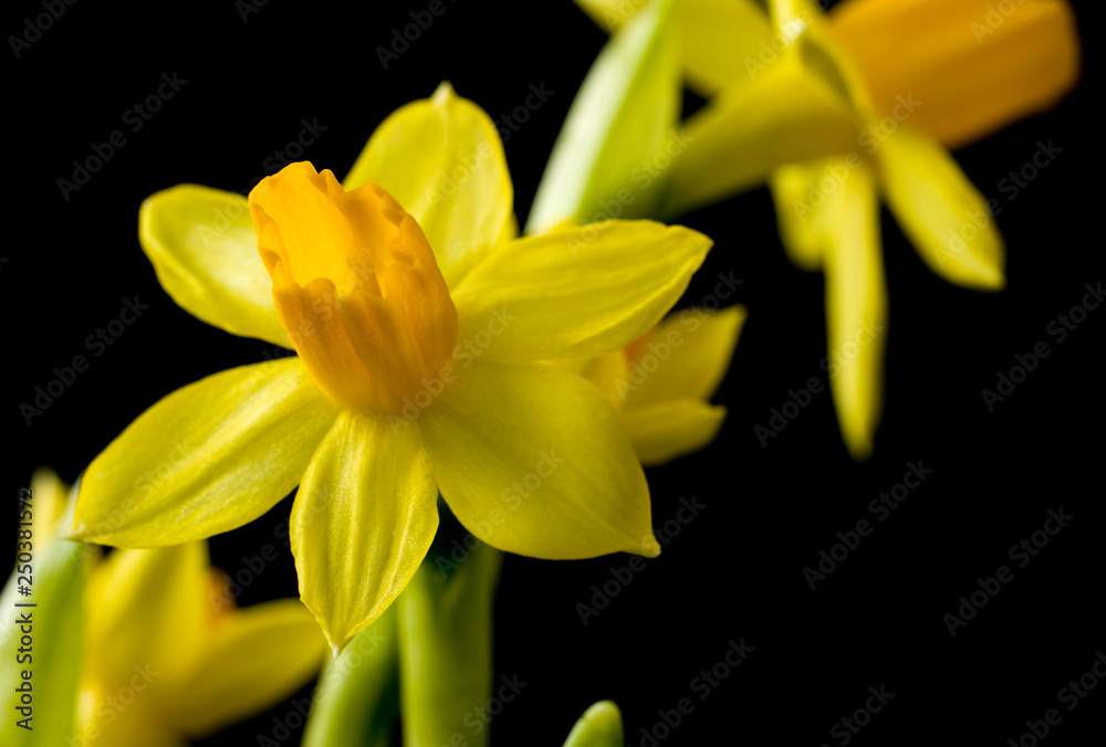 In the foreground-one bright yellow Narcissus flower close-up. In the background-blurred image of other flowers. The background of the image is black.