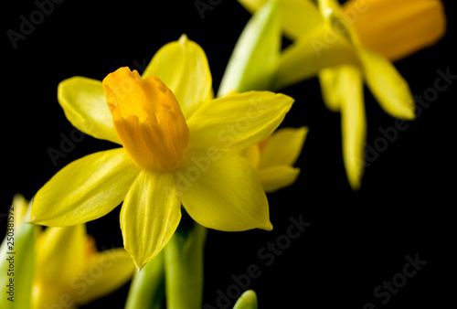 In the foreground-one bright yellow Narcissus flower close-up. In the background-blurred image of other flowers. The background of the image is black.