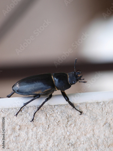 Femelle lucane cerf-volant ou grande biche, un gros scarabée brun-noir (Lucanus cervus) photo