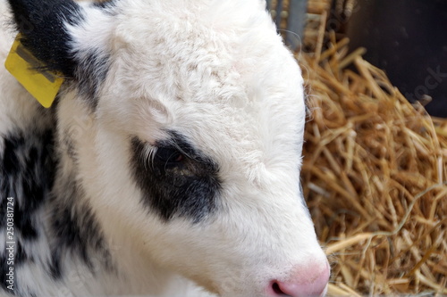 A cute black and white little calf - portrait