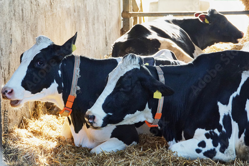 Cows are relaxing in a Stall