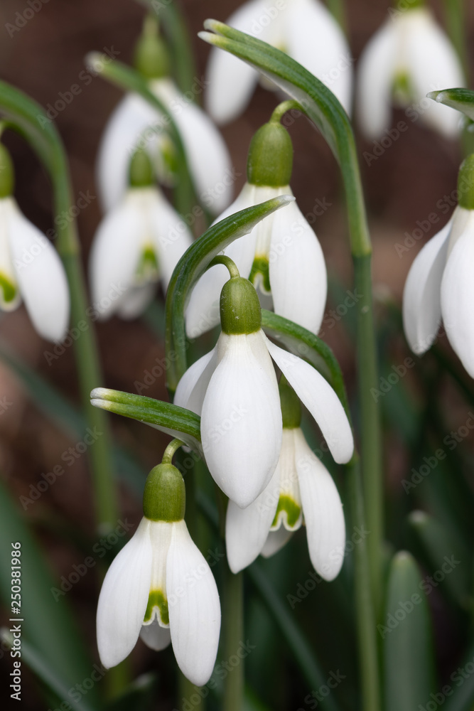 Schneeglöckchen im Garten Galanthus Schneeglöckchen im Garten Galanthus