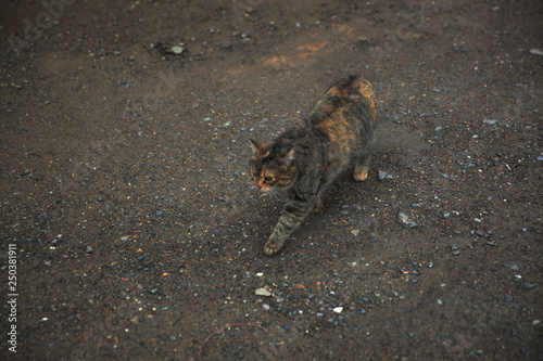 Brown cat walking along the way