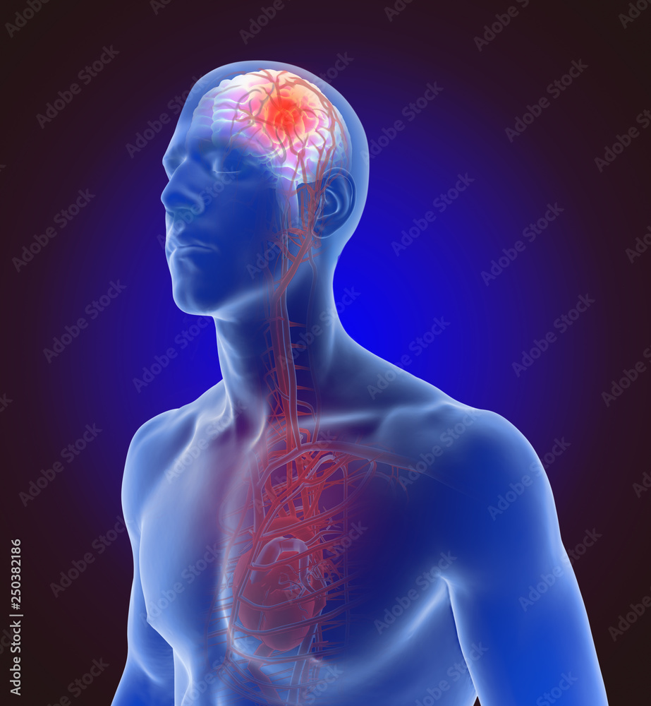 Plakat 3D illustration of the of the blood vessels in the human brain