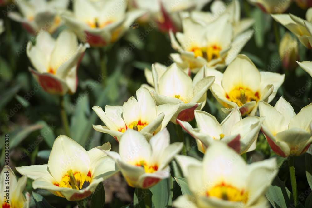 Tulips in garden in sunny day. Spring flowers. Gardening. Tulips in garden in sunny day. Spring flowers. Gardening.