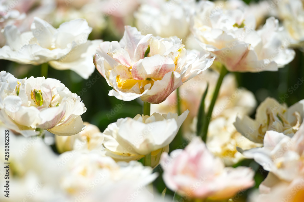 Tulips in garden in sunny day. Spring flowers. Gardening. Tulips in garden in sunny day. Spring flowers. Gardening.