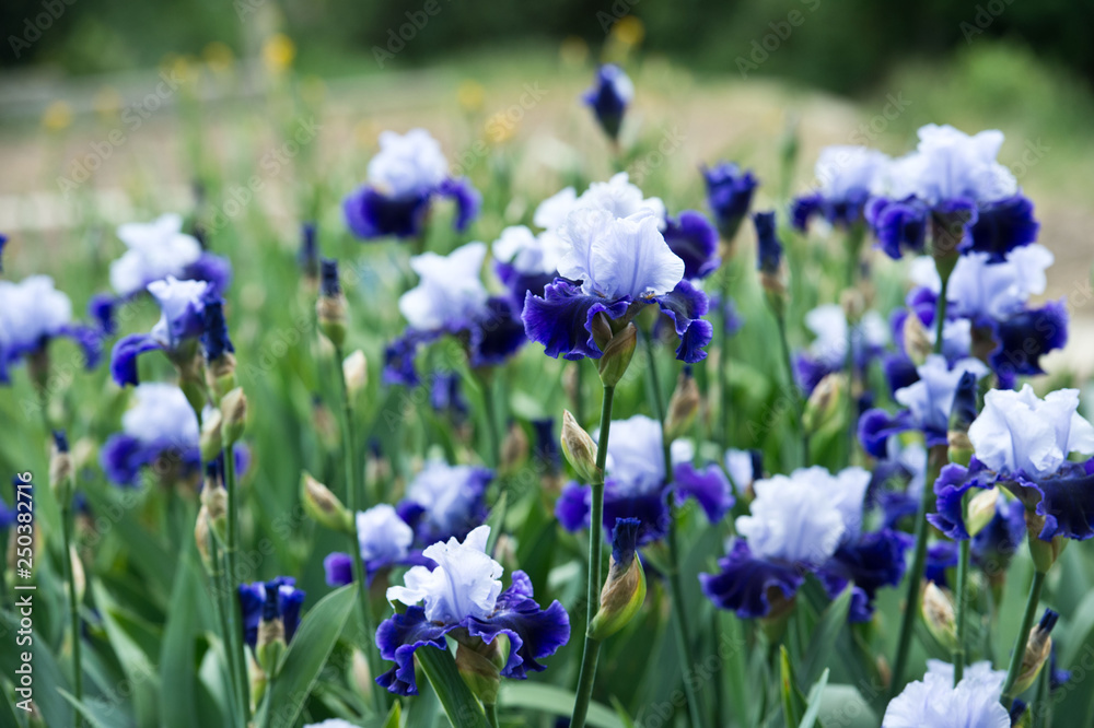 Colorful irises in the garden, perennial garden. Gardening. Bearded iris Colorful irises in the garden, perennial garden. Gardening. Bearded iris