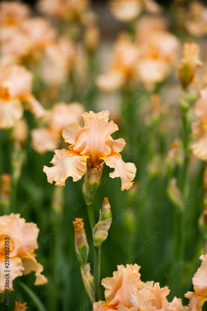 Colorful irises in the garden, perennial garden. Gardening. Bearded iris. Colorful irises in the garden, perennial garden. Gardening. Bearded iris.