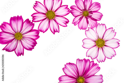 cosmos flower backgrounds