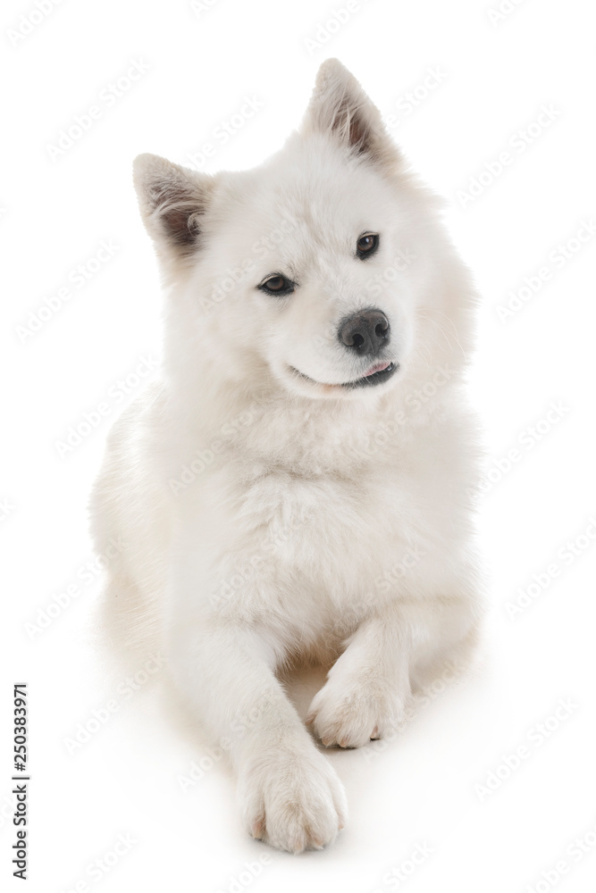 Samoyed dog in studio Samoyed dog in studio