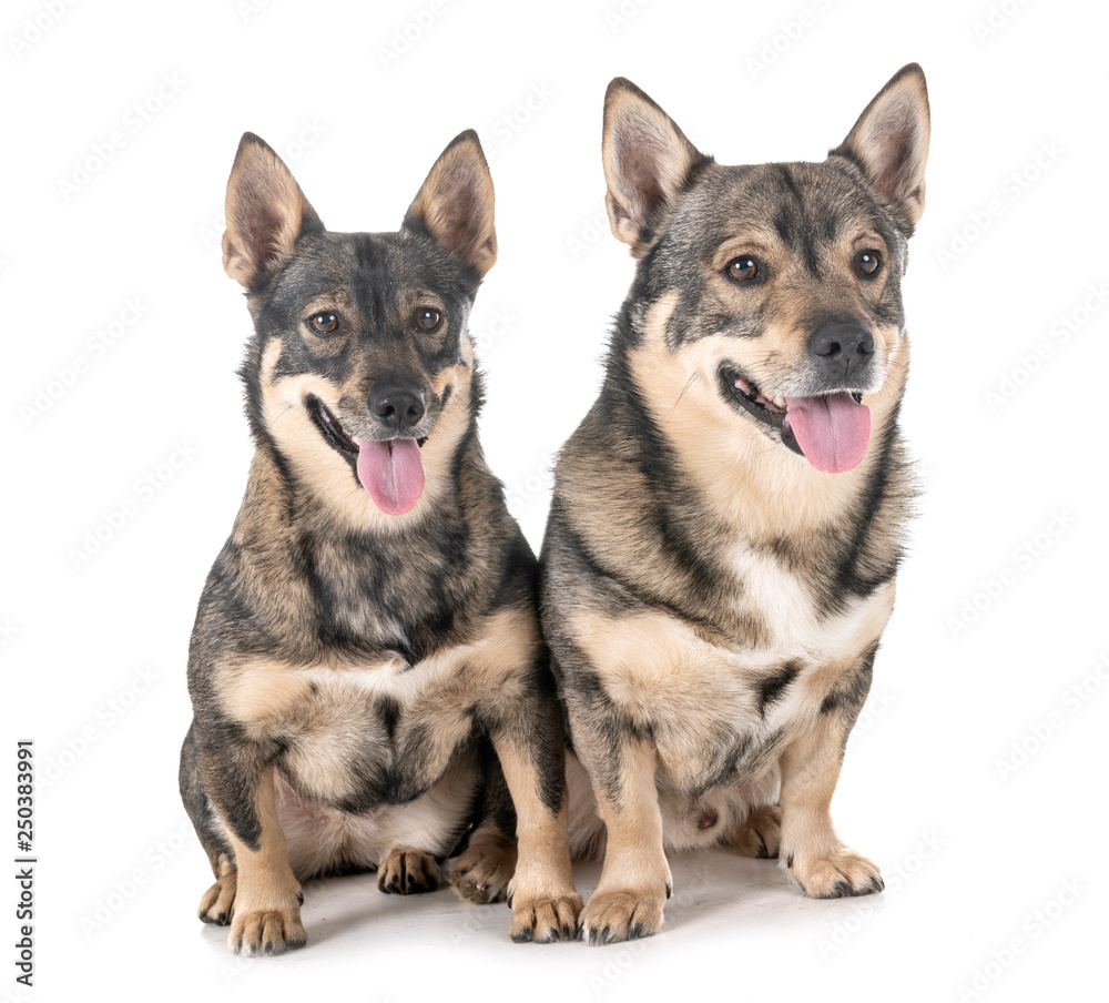 Swedish Vallhunds in studio Swedish Vallhunds in studio