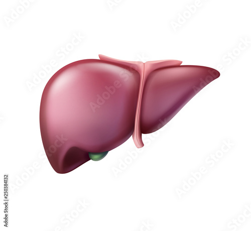 Vector realistic pinkish healthy liver close up front view isolated on background
